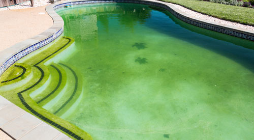 pool algae